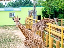 Сафари зоопарк